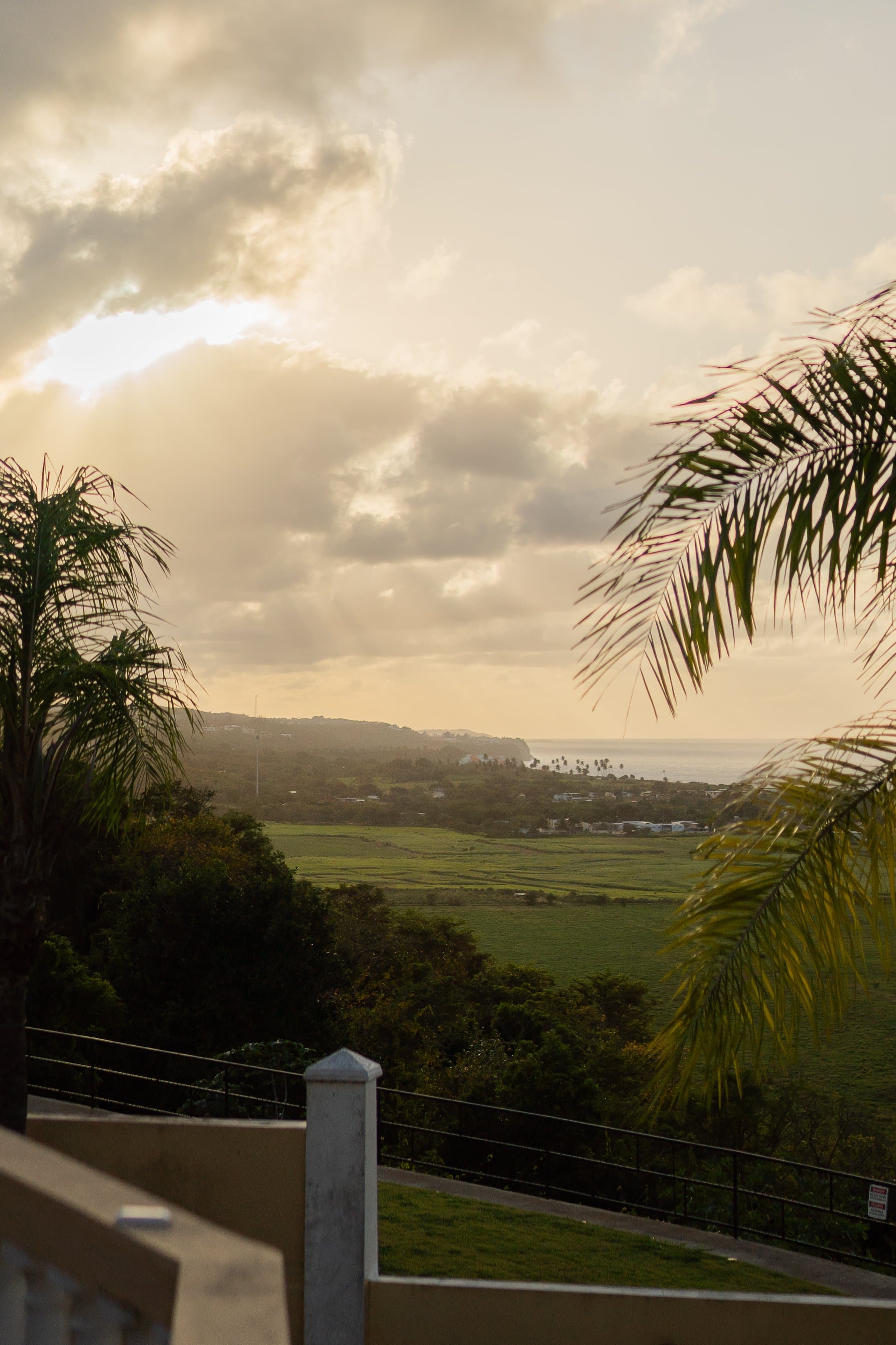 Golden hour over the palms